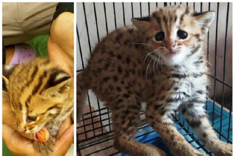 Nama latin kucing hutan borneo mengenal kucing bengal. Tak Ada Tempat, Anak Kucing Hutan Diselamatkan di Kediri ...