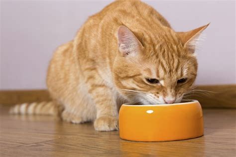 Maybe you would like to learn more about one of these? How Much Food Should a Cat Eat Daily? | Cuteness