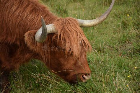 Highland Cow With Long Hair Isle Of Skye Scotland United Kingdoom