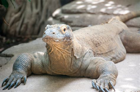 Log in to your account and manage your it services in efficient and free way with improved workflow Komodo Dragon Conservation