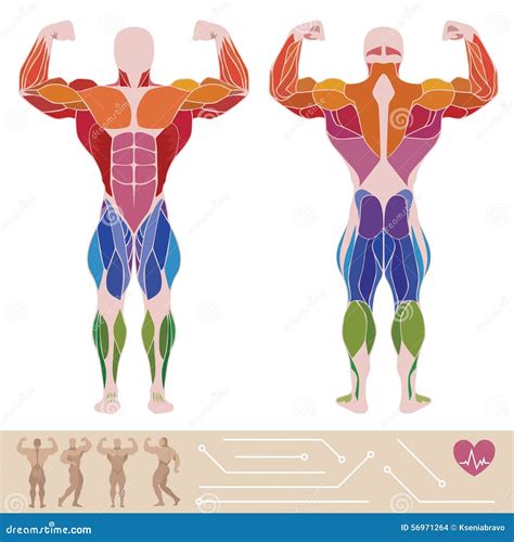 The Human Muscular System Anatomy Posterior And Anterior View Stock