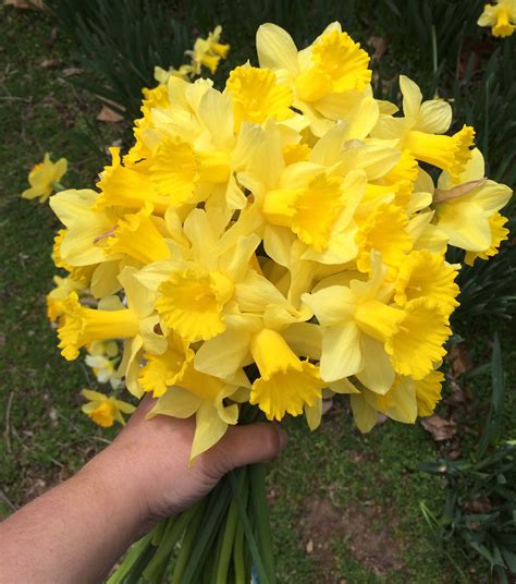 Daffodil Season In The Ozarks Hawk Hill
