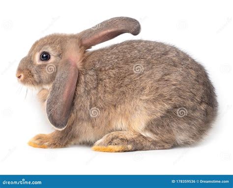 Side View Of Gray Cute Rabbit Isolated On White Background Stock Photo