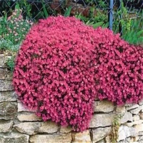 100 Rock Cress Aubrieta Cascade Purple Flower Deer Resistant Superb