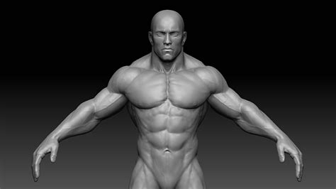 D Model Muscular Male Body Vr Ar Low Poly Obj Fbx Ztl Cgtrader Com