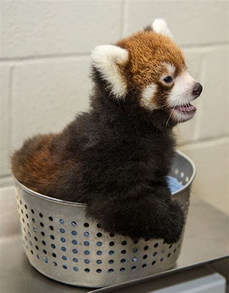 Red Panda Birth Announced At Nashville Zoo Red Panda Baby Red Panda