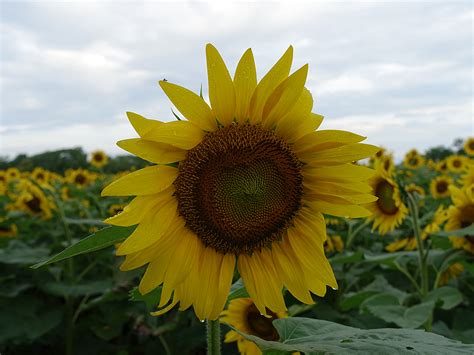 Poolesvilles Mckee Beshers Area Abloom With Sunflowers Photos