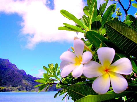 Awesome Hawaiian Flowers Wallpapers Top Free Awesome Hawaiian Flowers
