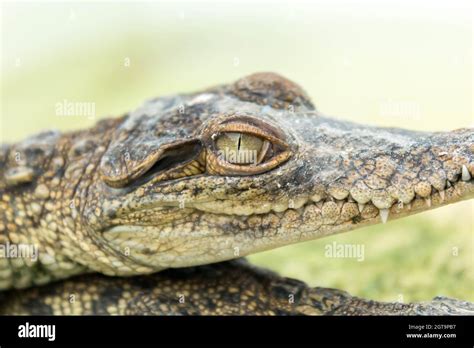 Baby Crocodile On His Mother Stock Photo Alamy