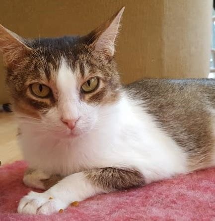 Take 520 east exit (bellevue/kirkland). Giving Tuesday - MEOW Cat Rescue