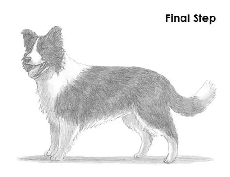 How To Draw A Border Collie