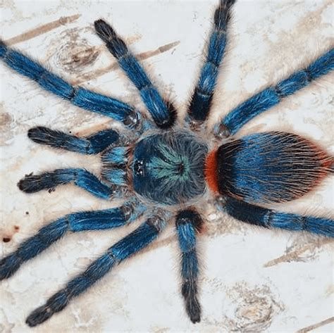 Brazilian Blue Dwarf Tarantula Dolichothele Diamantinensis Happyforest