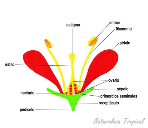 A Virág Részei Rendszere Partes De La Flor Flores Plantas