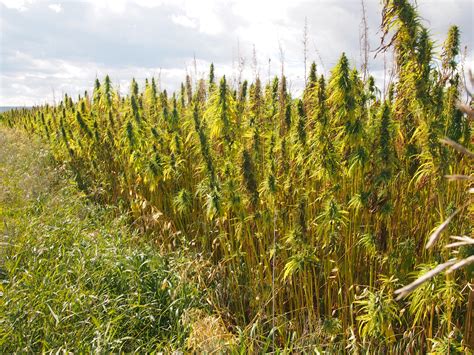 How to grow industrial hemp. Hemp vs. Marijuana | Think Hempy Thoughts
