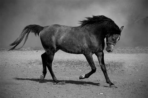Galloping Black Horse Stock Photo Image 41025893