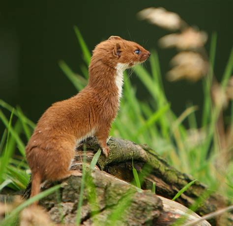 Indonesian Mountain Weasel Profile Traits Facts Diet Mammal Age