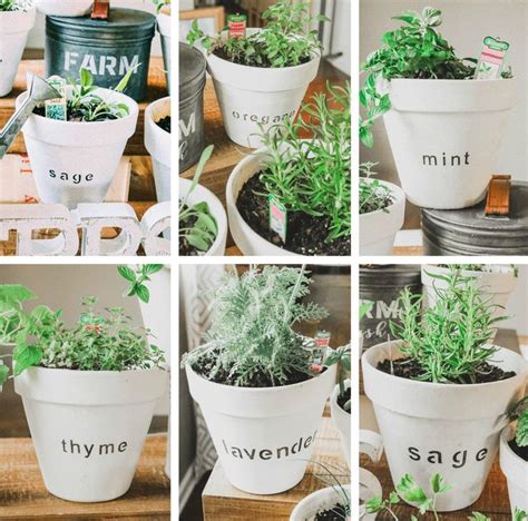 A Mini Herb Garden For You To Grow This Spring With Fun