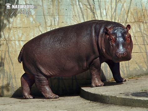 Hroch Obojživelný Naturfotocz