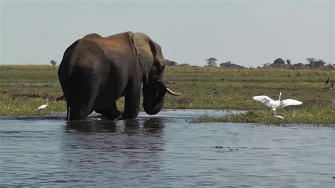 Elephant Swims Across The Chobe River Botswana Africa Youtube