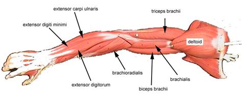 Click on the name of the muscle, or the image, to see weight training exercises. female arm muscle diagram - Google Search | 30 Day ...