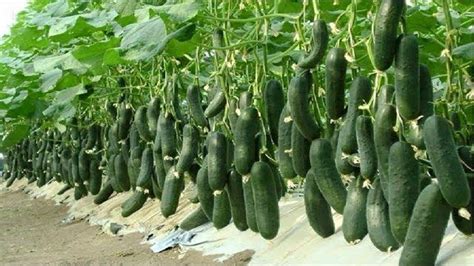 Cucumbers Planting Growing And Harvesting Cucumbers Hot Sex Picture