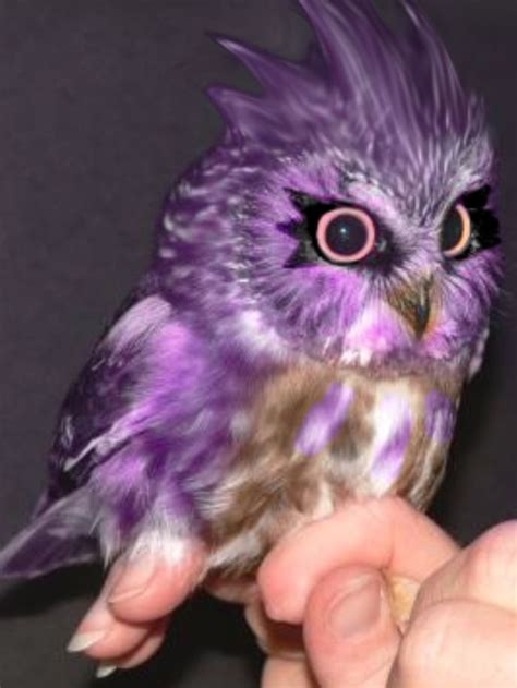 pin  cindy burton  owls owl purple owl cute animals