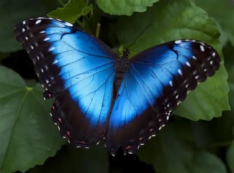 The Breathtaking Colors Of The Most Beautiful Butterflies 17 Pictures