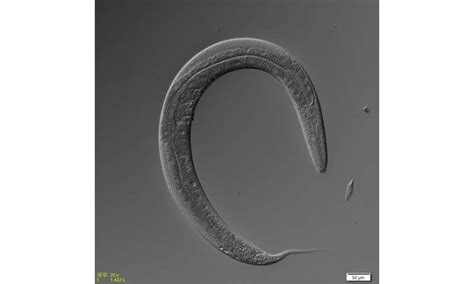 Dietary Restriction And Life Span In Male And Hermaphrodite Worms