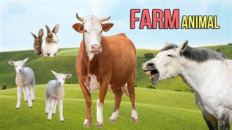 Animais Da Fazenda Produtores Da Atividade Pecuária Youtube