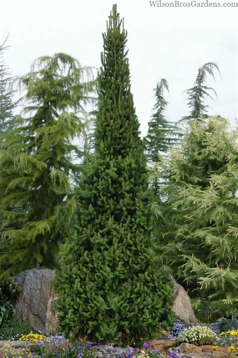 Buy Columnar Norway Spruce Picea Abies Cupressina Free Shipping