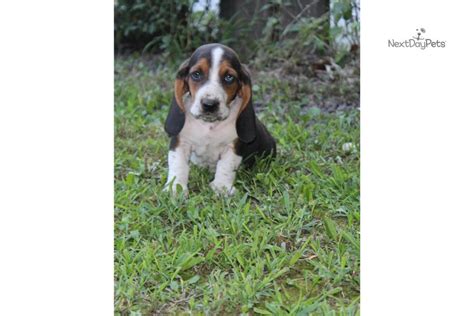 Basset hound puppies springfield ohio. Elliot: Basset Hound puppy for sale near Springfield ...