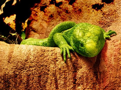 Rawr Colorful Lizards Lizard Reptiles Hd Wallpaper Peakpx