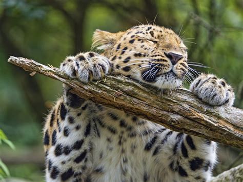 This is the one stop shop for exotic wild animals and domestic pets. Which Exotic Pets Are Legal in the United States? | PetHelpful