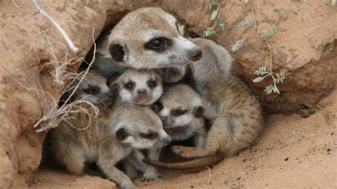 Meerkats Eat To Compete In Survival Of Fattest Home Quirks And Quarks