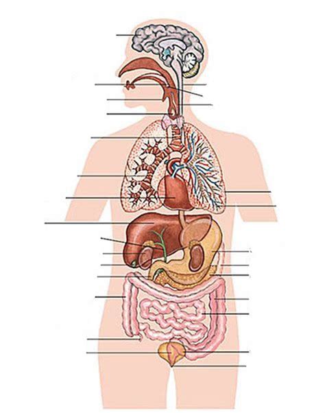 Parts of the body, human body parts: Internal organs - human body exercise Learning English