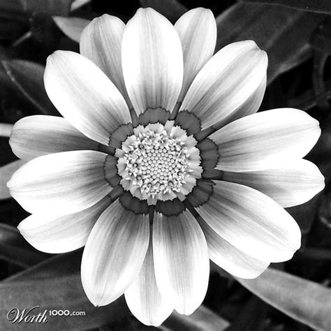 Bouquet of flowers | black and white flowers. Laurahs blog :): My flower.