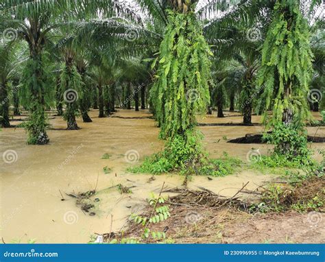 Flooding Disaster From Thailand And Tropical Rainforest Stock Image