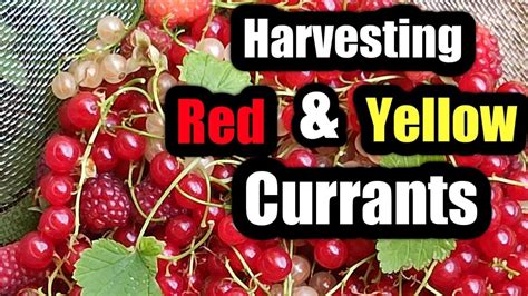 Harvesting Red Yellow Currants YouTube