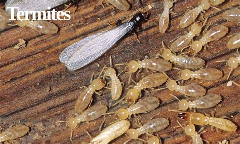 Termites Pest Control For Ft Myers Lehigh Miami South Fl Areas