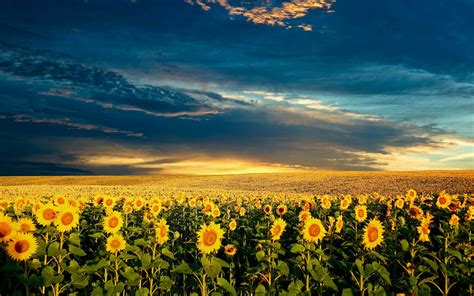 You can also upload and share your favorite kpop desktop hd wallpapers. HD Sunflowers Wallpapers ~ Top Best HD Wallpapers for Desktop