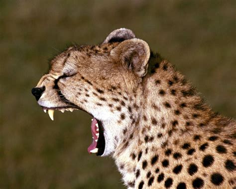 Animals Funny Yawning Faces Funny And Cute Animals