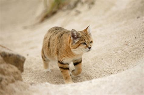 10 Things You Didnt Know About The Arabian Sand Cat