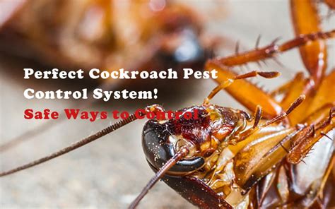 Cockroach Extermination Perth