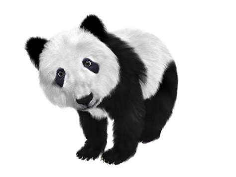 Giant Panda Bear Baby Pandas Png Clipart Animals Baby Baby Pandas Riset