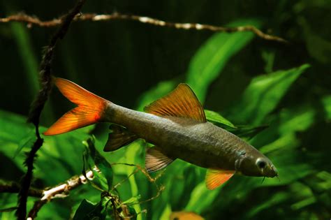 Rainbow Shark The Complete Care And Breeding Guide