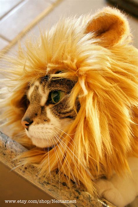 Crafted with a soft, breathable cotton and polyester blend, these pullover hoods with plush ears are it has been a goal of mine for so many years to get a lion mane for my orange tabby for halloween. Cats Love Playing Dress Up: Lion Mane Hats For Cats ...