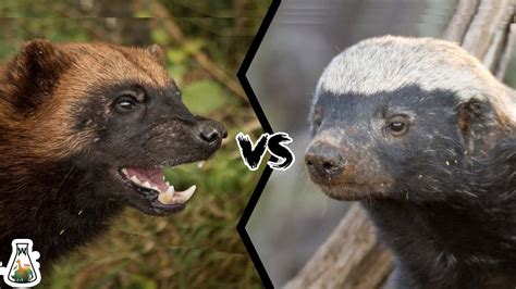 Wolverine Vs Honey Badger Who Would Win Youtube