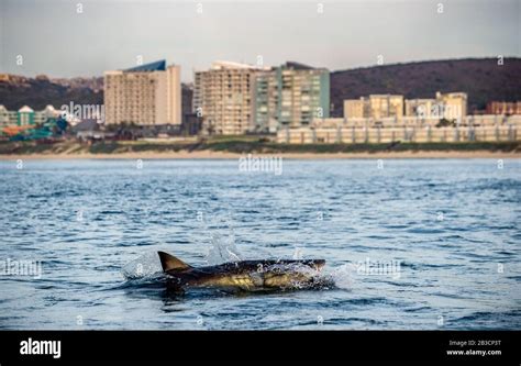 South Africa Sharks Hi Res Stock Photography And Images Alamy