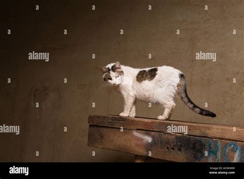 A Farm Cat Stock Photo Alamy