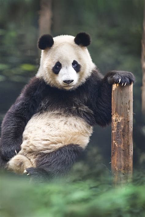 Portrait Of A Panda By David Hobcote 500px